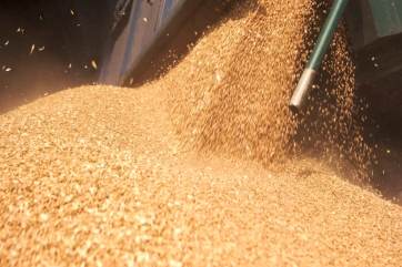 МСЗ повысил прогноз по экспорту российской пшеницы на 1,5 млн тонн